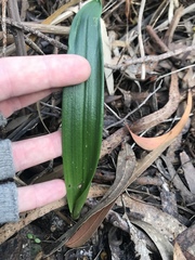 Thelymitra brevifolia