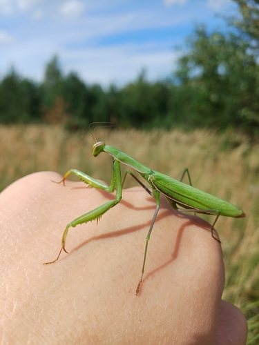 European Mantis
