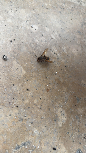 European Hornet