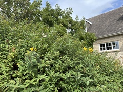 Addington's St. John's Wort (Hypericum addingtonii)