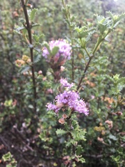 Ceanothus jepsonii