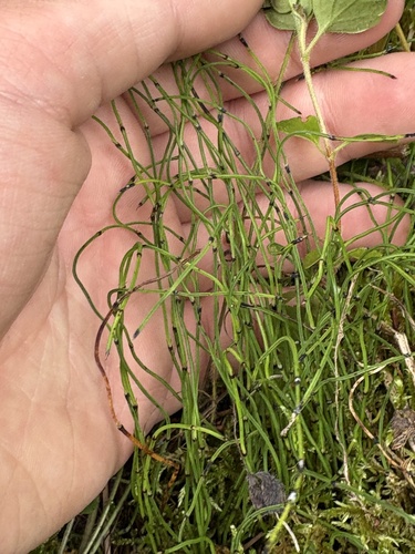 dwarf horsetail