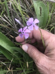 Phlox pilosa