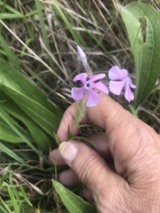 Phlox pilosa