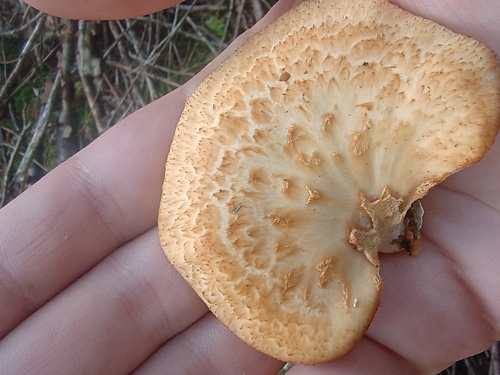 tuberous polypore