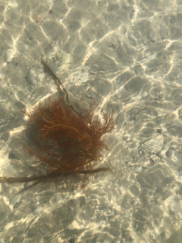 Agardhiella subulata observed 2026-08-31