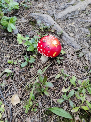 Fly Agaric
