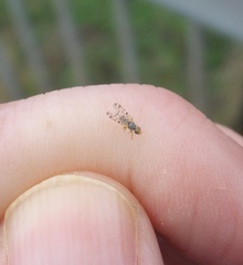 Campiglossa sororcula