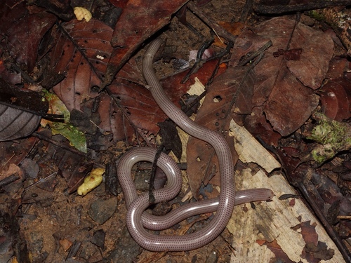 Olive Blind Snake