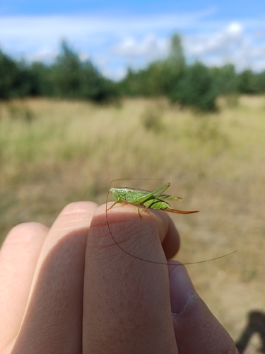 Long-winged Conehead