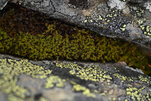 Hymenoloma crispulum observed 2026-07-14