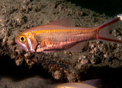 Optivus agastos
