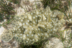 Pseudorhombus arsius