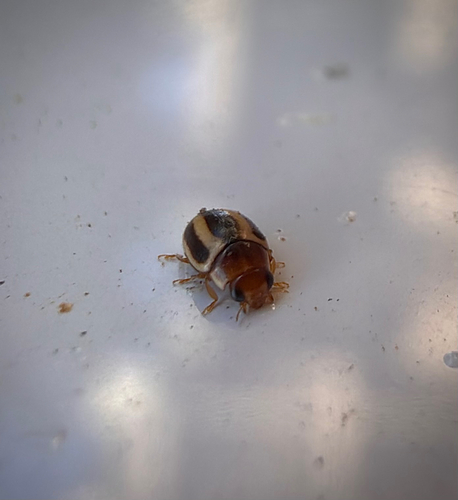 Small Pied Lady Beetles