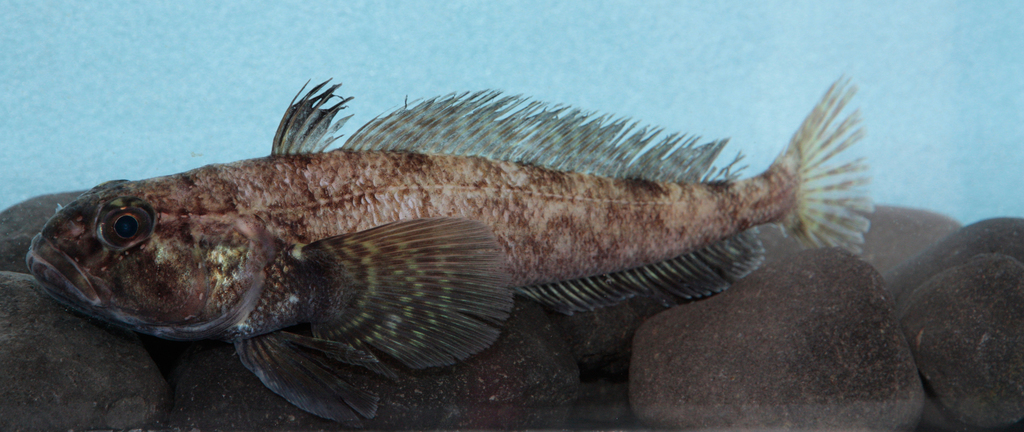 Black rockcod, Bullhead notothen