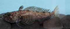 Yellowbelly Rockcod photo 3