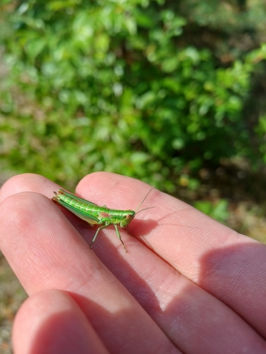 Small Gold Grasshopper