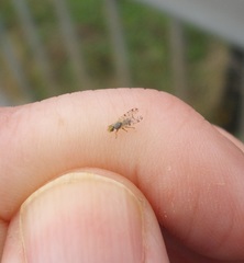 Campiglossa sororcula