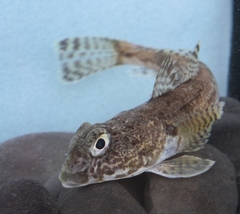 Humped Rockcod photo 1