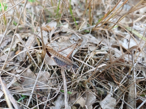 Grey Bush-cricket