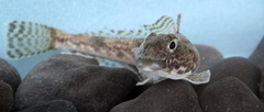 Humped Rockcod photo 2