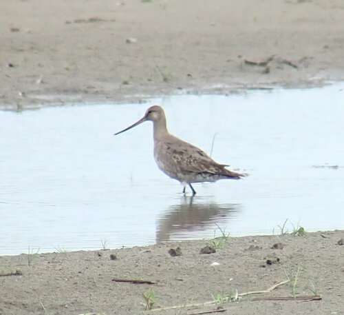 iNaturalist image