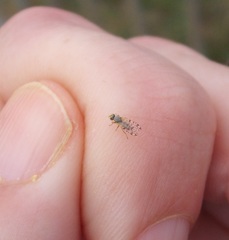 Campiglossa sororcula