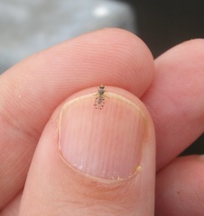 Campiglossa sororcula