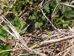 Urtica platyphylla