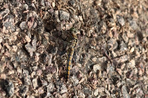 Black-tailed Skimmer