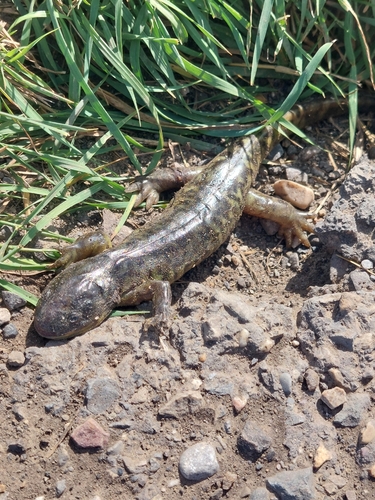 Western Tiger Salamander observed by slothkate