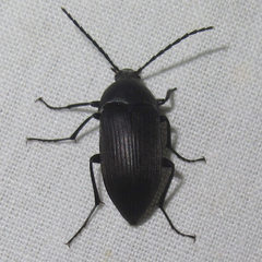Androchirus