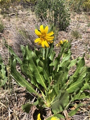 Wyethia amplexicaulis