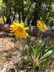 Wyethia amplexicaulis