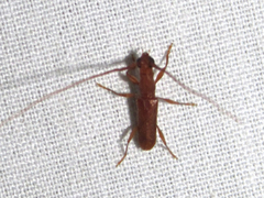 Hypexilis pallida
