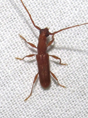 Hypexilis pallida