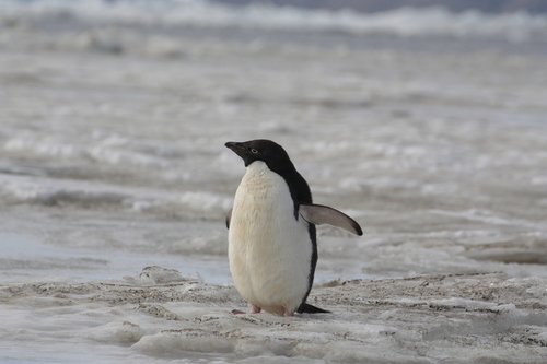 Adelie Penguin (Pygoscelis adeliae)