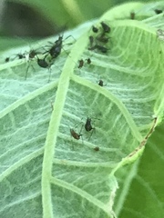 Uroleucon verbesinae