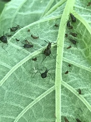 Uroleucon verbesinae
