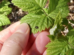 Cryptocephalus quadruplex