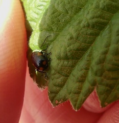 Cryptocephalus quadruplex