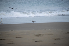 Leucophaeus modestus