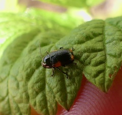 Cryptocephalus quadruplex