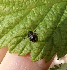 Cryptocephalus quadruplex