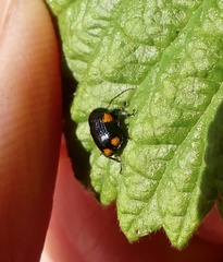 Cryptocephalus quadruplex