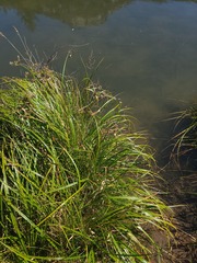 Schoenoplectus acutus, photograph author not stated, no rights reserved