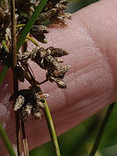 hardstem bulrush