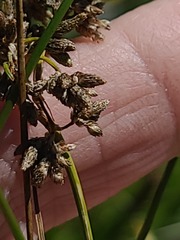 Schoenoplectus acutus, photograph author not stated, no rights reserved