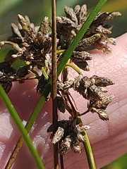 Schoenoplectus acutus, photograph author not stated, no rights reserved