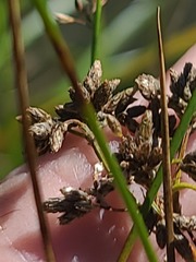 Schoenoplectus acutus, photograph author not stated, no rights reserved